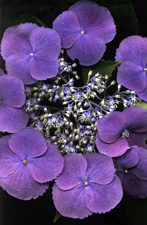 Auntie Bev's Hydrangea